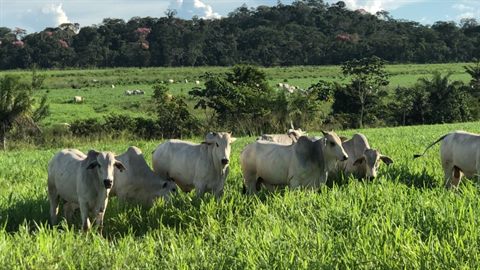 Fazenda Mequens — gado nelore em pasto extensivo com mata nativa ao fundo
